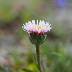 Erigeron alpinus