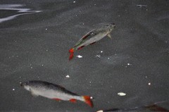 Scardinius erythrophthalmus