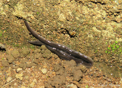 Geoplanidae