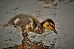 Anas platyrhynchos