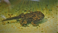 Bufotes viridis viridis