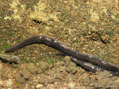 Geoplanidae