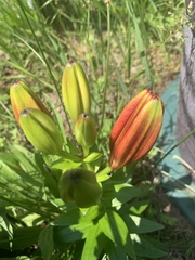 Lilium philadelphicum