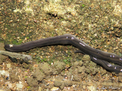 Geoplanidae