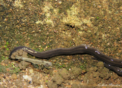 Geoplanidae