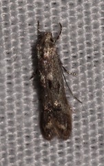 Blastodacna