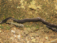 Geoplanidae