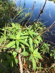 Decodon verticillatus