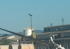 Tyrannus melancholicus