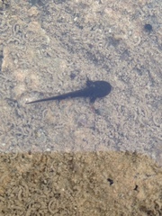 Ambystoma barbouri