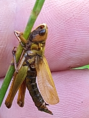 Entomophaga grylli