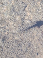 Ambystoma barbouri