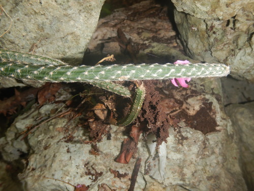 Image of Selenicereus grandiflorus by (c) Cenoteando, some rights reserved (CC BY-SA)