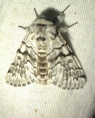 Panthea virginarius