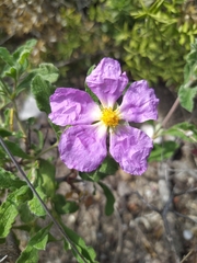 Cistus tauricus
