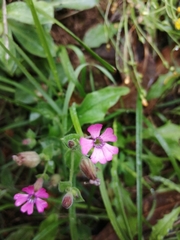 Silene acutifolia