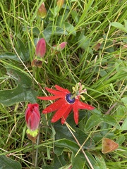 Passiflora manicata