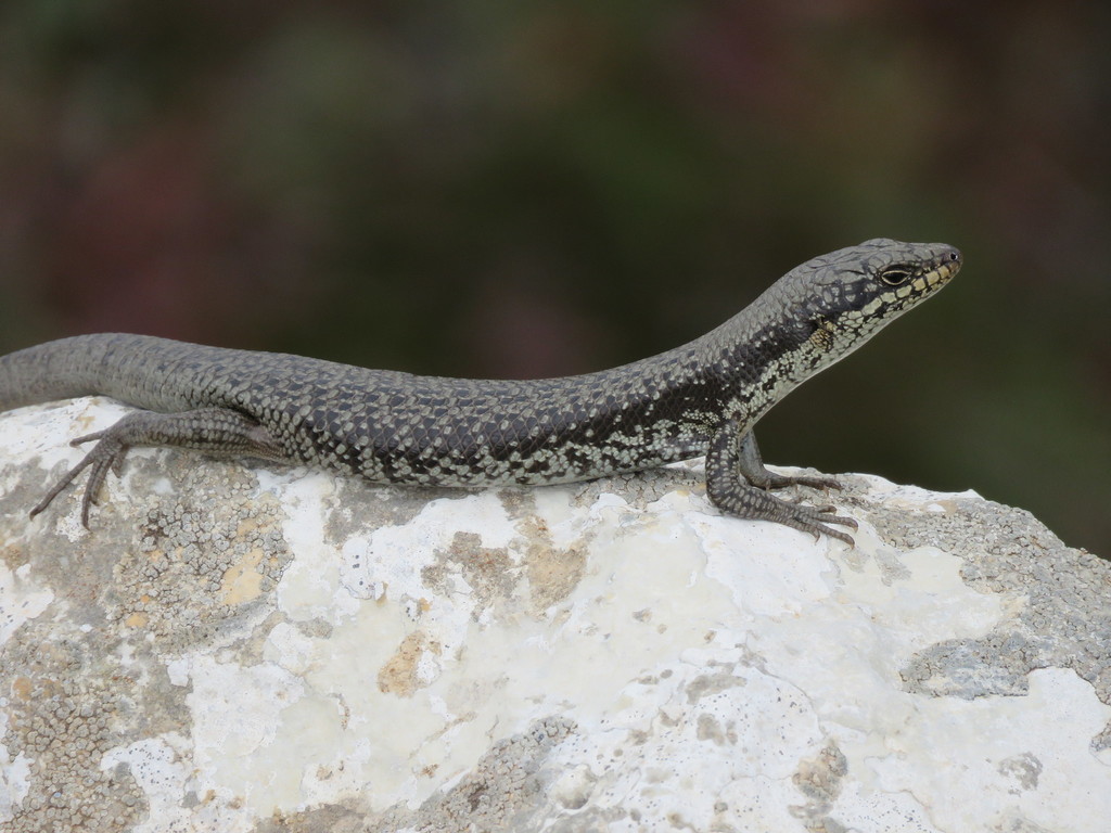 Bright Crevice-Skink