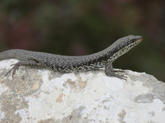 Bright Crevice-Skink photo 1