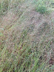 Eragrostis albensis