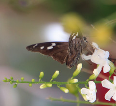 Polygonus leo arizonensis