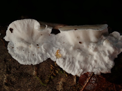 Antrodiella pallescens