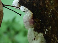Antrodiella pallescens