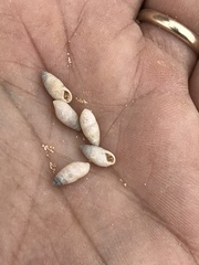 Leptachatina