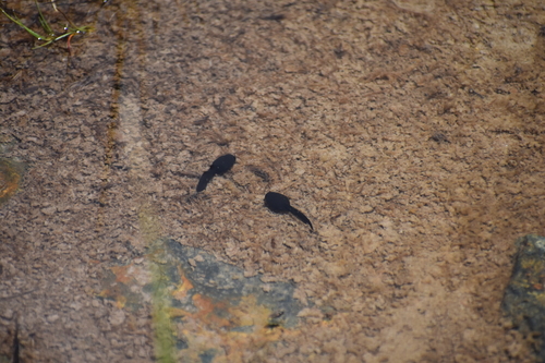 iNaturalist observation photo of Yosemite Toad