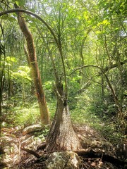 Beaucarnea recurvata