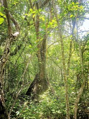 Beaucarnea recurvata