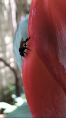 Trigona fulviventris