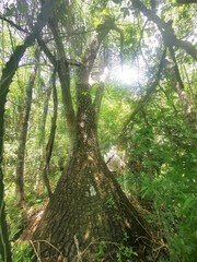 Beaucarnea recurvata