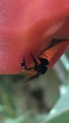 Trigona fulviventris