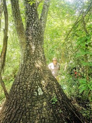Beaucarnea recurvata
