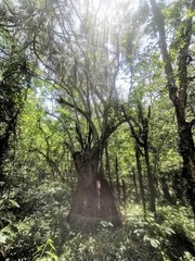 Beaucarnea recurvata