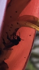 Trigona fulviventris