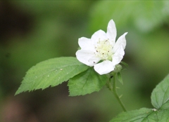 Rubus caesius