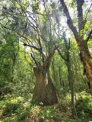 Beaucarnea recurvata