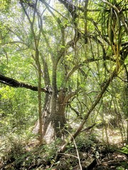 Beaucarnea recurvata