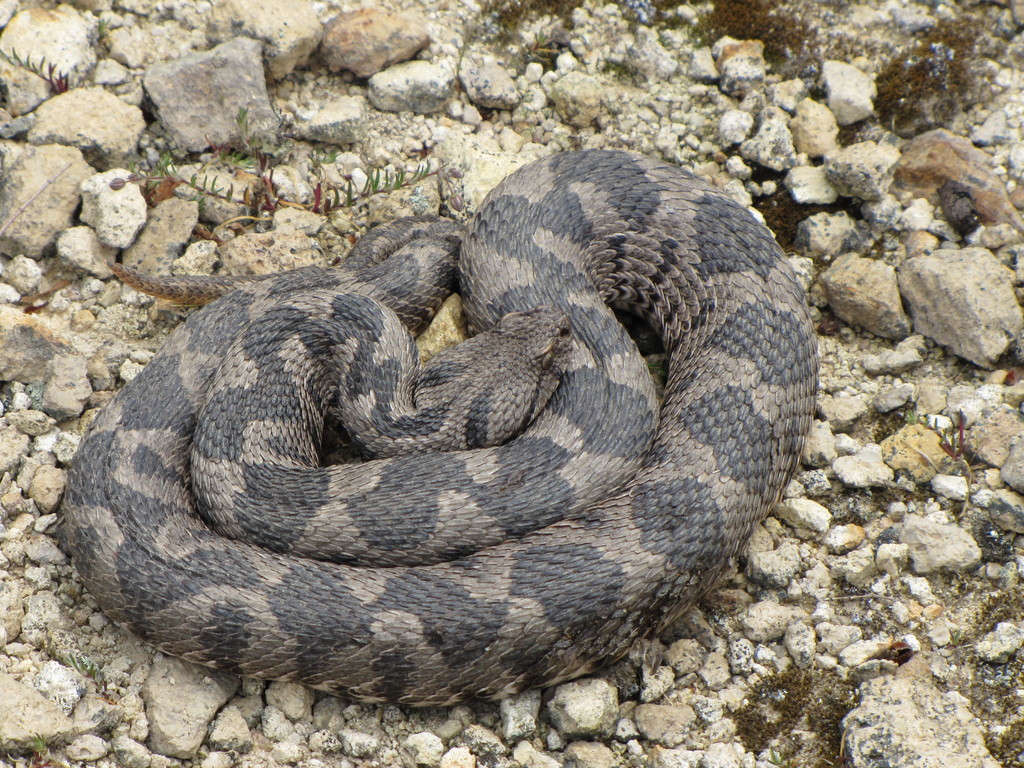 Ottoman Viper from Loutros 681 00, Grécko on May 03, 2011 at 11:20 AM ...