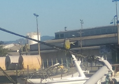 Tyrannus melancholicus