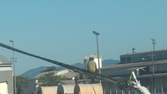 Tyrannus melancholicus