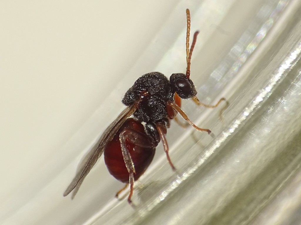Small Oak Apple Gall Wasp