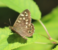 Pararge aegeria