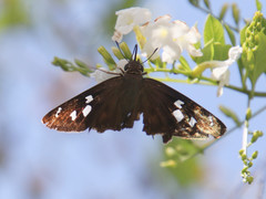 Polygonus leo arizonensis