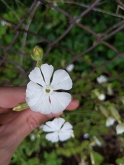 Silene latifolia