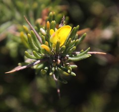 Aspalathus spinosa flavispina