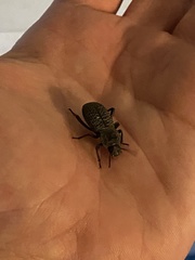 Cryptoglossa variolosa