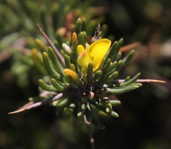 Aspalathus spinosa flavispina